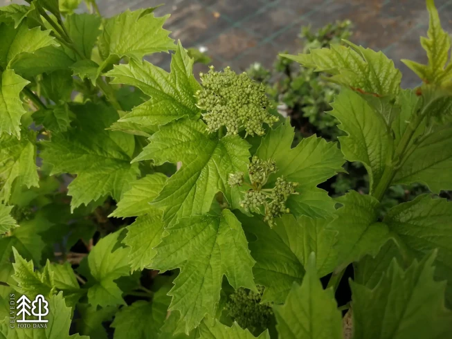 Viburnum opulus   'Xanthocarpum'